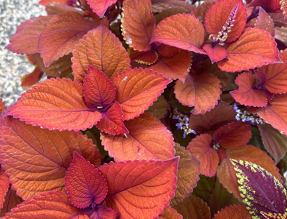 ‘Campfire’ Mexican coleus was the star of the season in my garden with its bronzy, red-orange glow and purple undertones.
