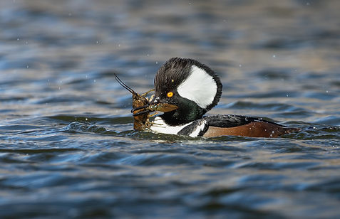 K. Flanagan Contest - Crawdaddy Merganser