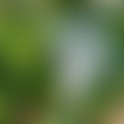 Is it bad to water the leaves of plants in the sun?