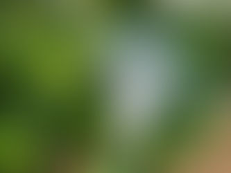 Is it bad to water the leaves of plants in the sun?