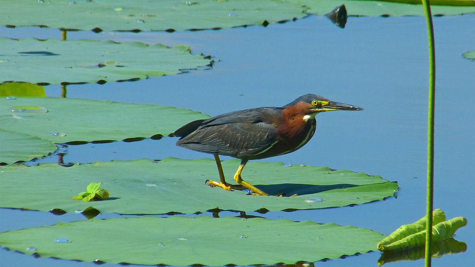 Lahontan Wetlands Shorebird Surveys
