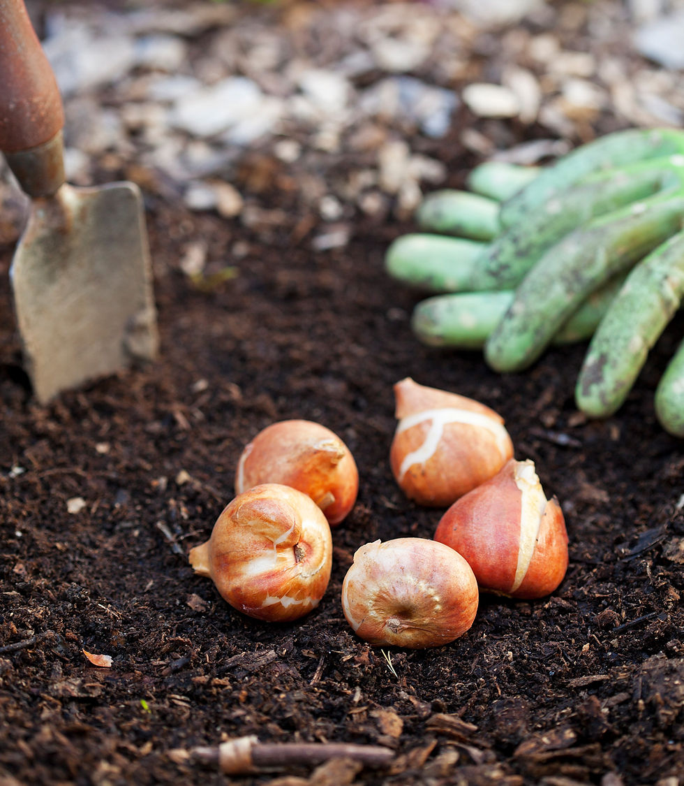 Watering Bulbs in Winter