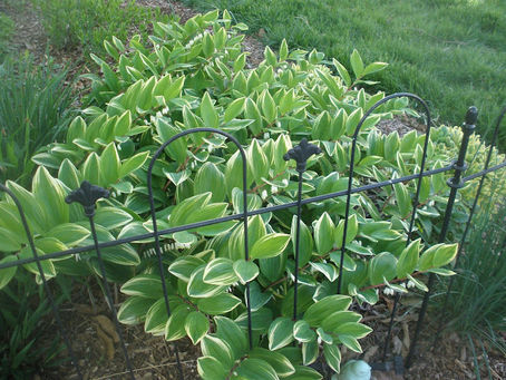John and Bob’s Soil Solutions: My Magic Wand