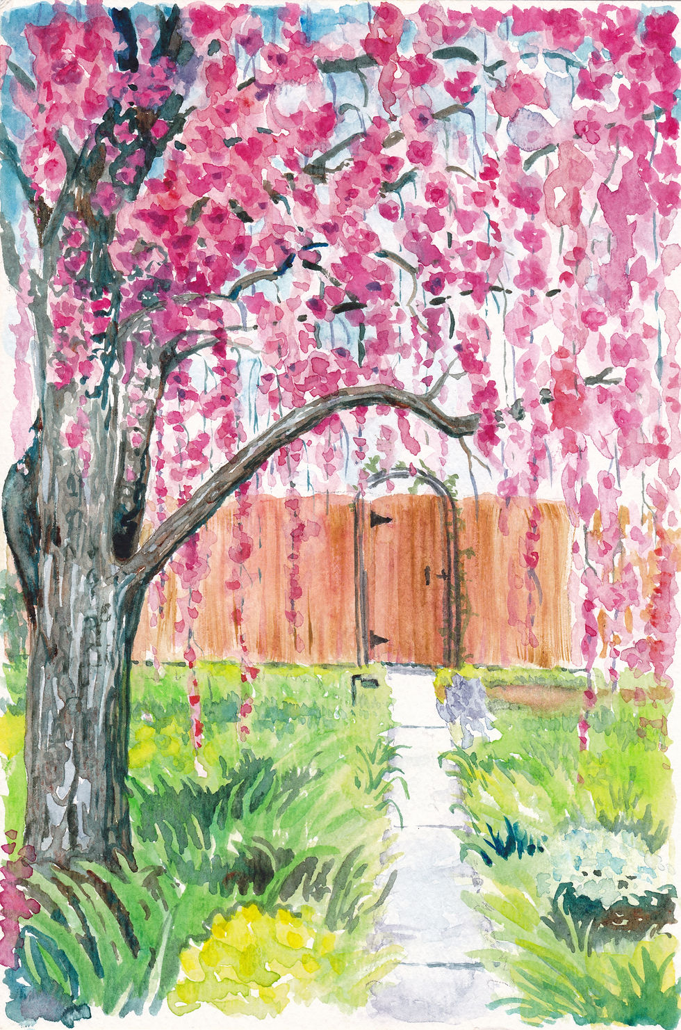 Garden illustrator - Weeping Crabapple