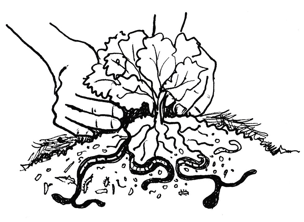 Garden Illustration of Planting Vegetables