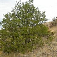 Rocky Mountain Juniper (Juniperus scopulorum)