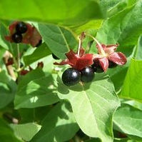 Four-Line Honeysuckle (Lonicera involucrata)