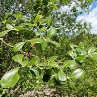 Scouler's Willow (Salix scouleriana)