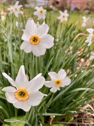 Mixing it Up with Spring Flowering Bulbs