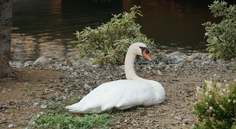 Zeus on the grounds, ©Kentia Kalanaki