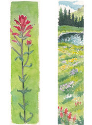 Indian Paintbrush - Colorado Native Plant Bookmark Illustration