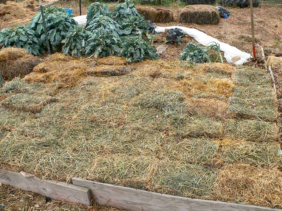 Hay for Covering Garden Beds in Colorado