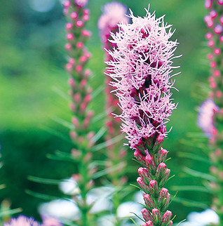 liatris.jpg