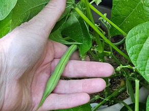 Fastest Growing Vegetables to plant in June