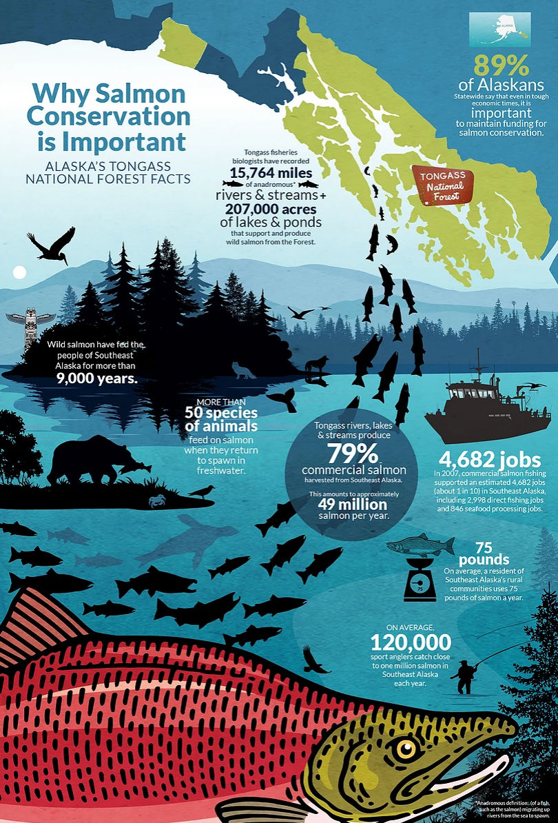 Infographic Design Agency - Salmon Infographic - Best Infographics