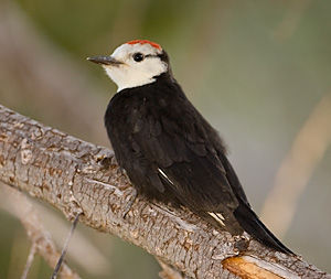 White Headed Woodpecker - Photo by Steve Ting