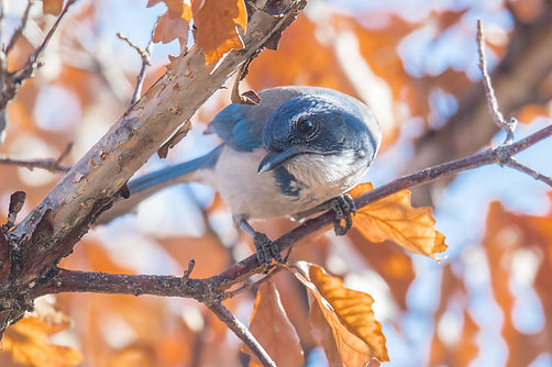 scrub-jay_orig.jpg
