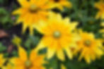 Rudbeckia hirta ‘Prairie Sun’