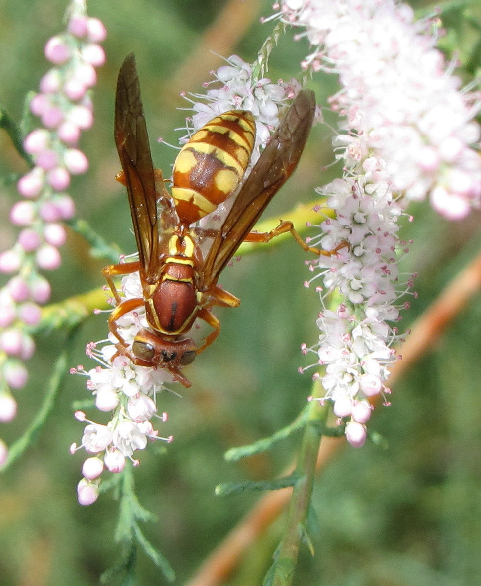 Paper wasps (Polistes aurifer) aggressively defend their homes and rate a #2.5