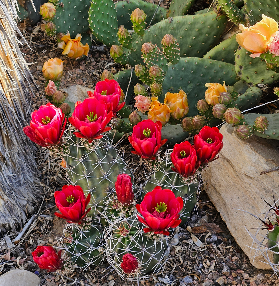 Opuntia