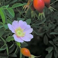 California Rose