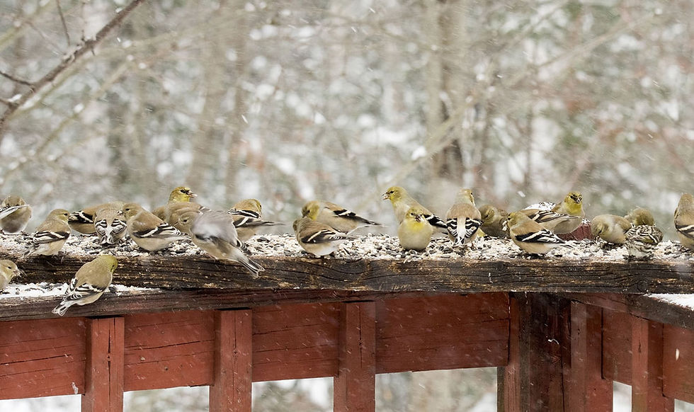 American Goldfinches and Pine Siskins feeding in winter. Photo by Betsy Bass/GBBC.