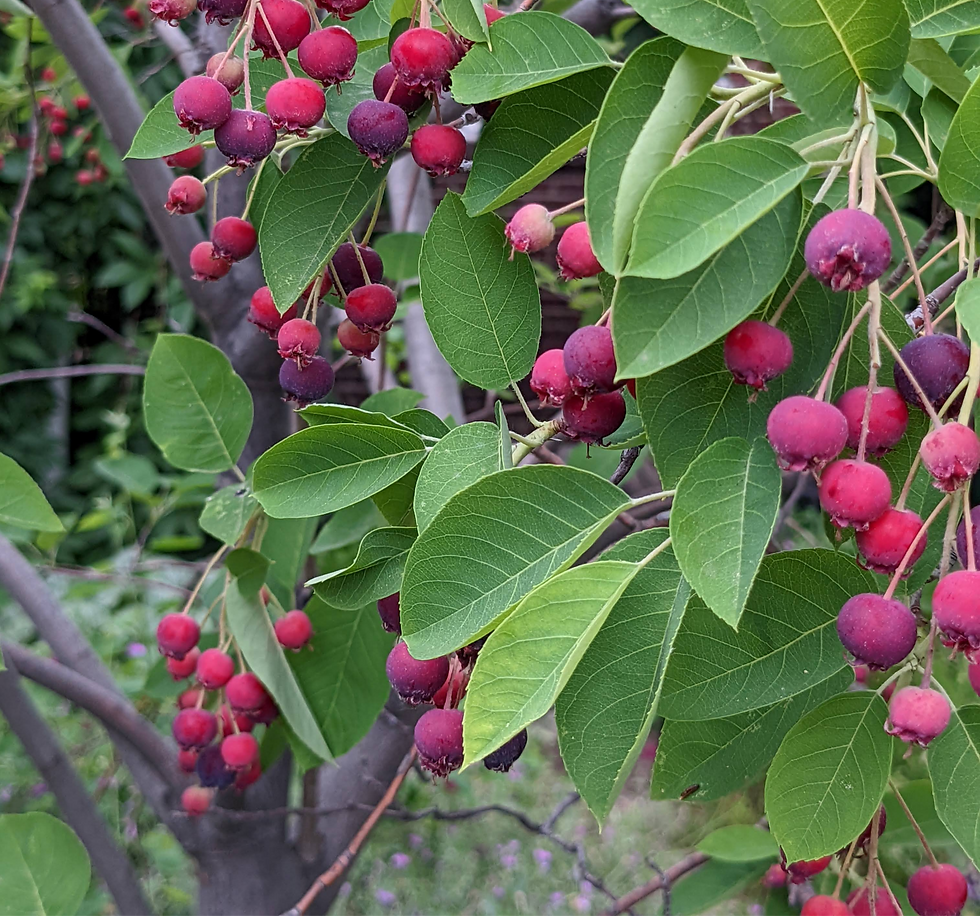 Serviceberry