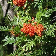 Cascade Mountain-Ash  (Sorbus scopulina)