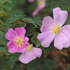 May Arboretum Society- Birds in the Garden Walk