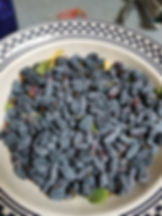 Though blue, honeyberries have their own unique taste which is not like blueberries.