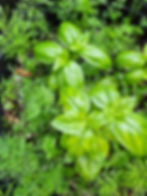 Fastest Growing Vegetables to plant in June: Dill and Basil