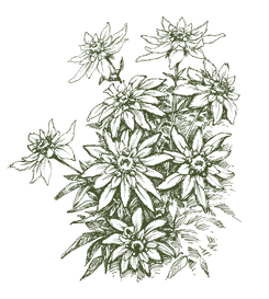 Flowers-etching.png
