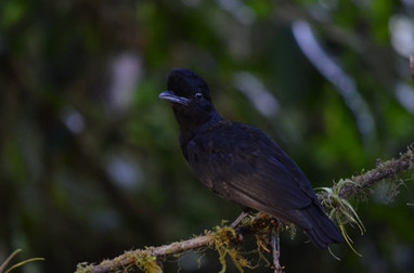 Long-wattled Umbrellabird, by Ron Jones