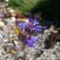 Gray Ball Sage (Salvia dorrii)