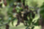 Fireblight Photo: Wikimedia Commons