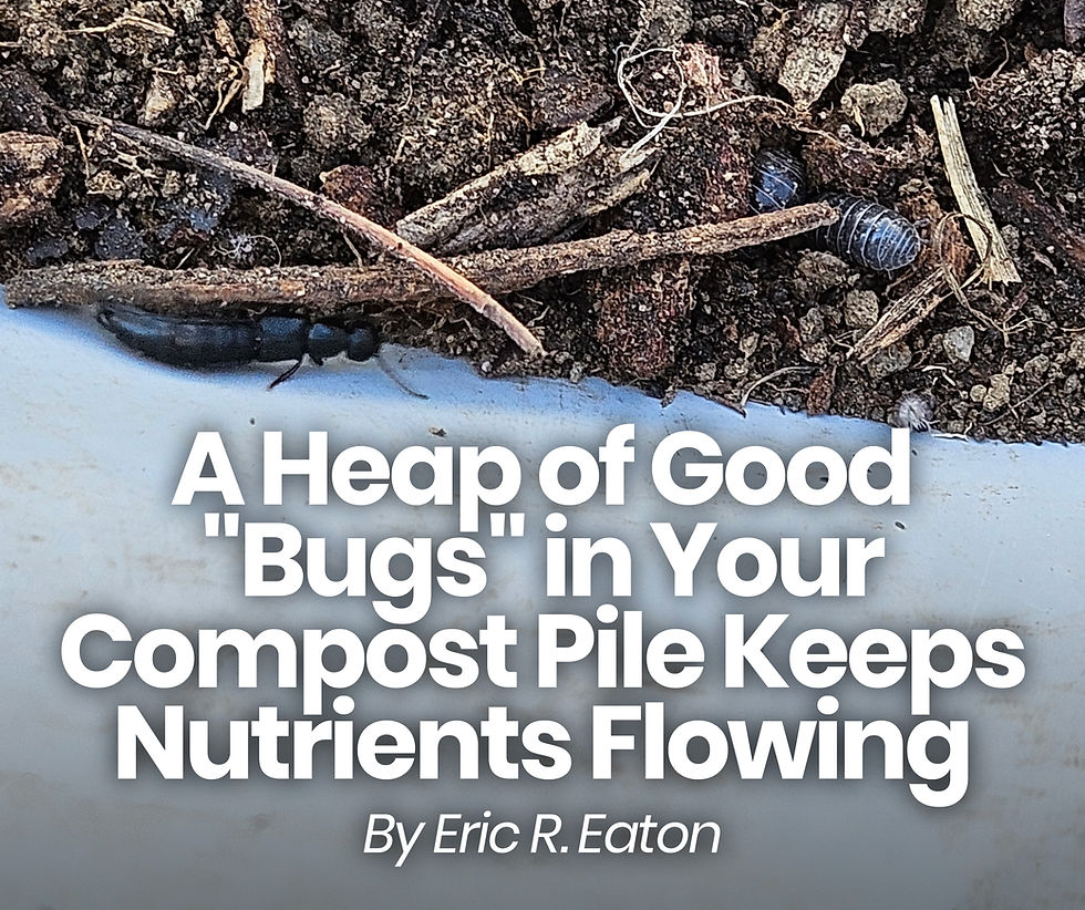 A Heap of Good "Bugs" in Your Compost Pile Keeps Nutrients Flowing - by Eric R. Eaton