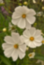 White Cosmos