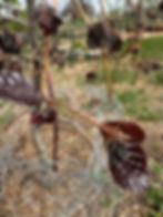 Backup buds on a purple beech after the freeze