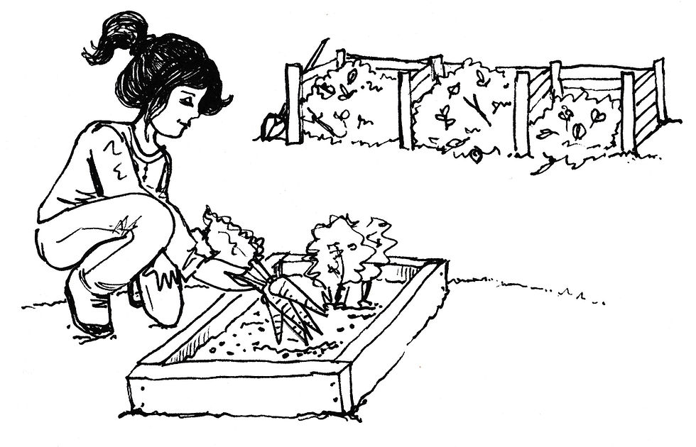 Vegetable Garden Illustration - Community Garden / Compost Bins Illustration by Idelle Fisher