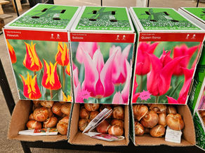 Is it too late to plant bulbs?