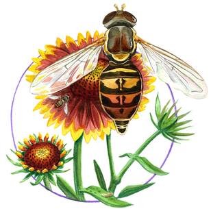 Toxomerus marginatus, Margined Calligrapher Syrphid Fly