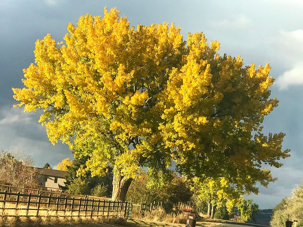 Colorado Gardener: Fall Cottonwood in Colorado, October 2021