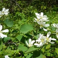 Saskatoon Service-Berry (Amelanchier alnifolia)