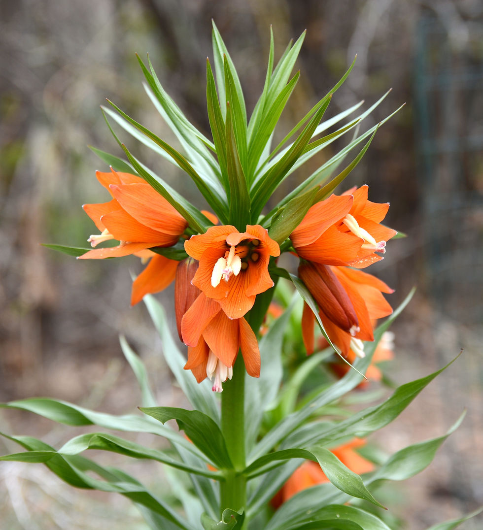 Fritillaria Eduardii