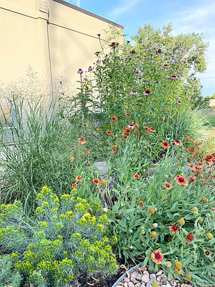 Boulder Landscape Designer specializing in Native Plants