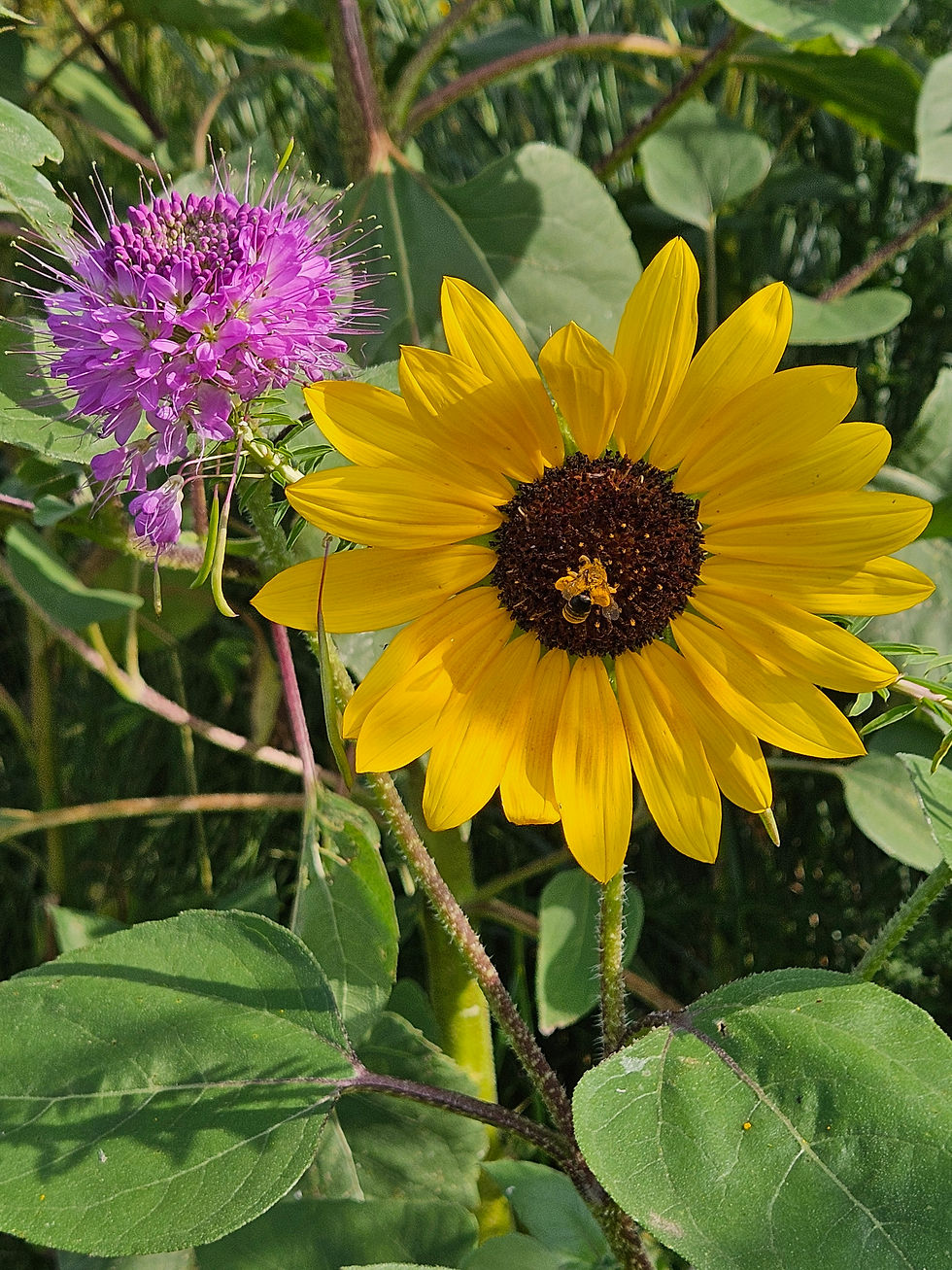 Pollinator Pathway Palooza
