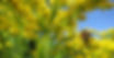 Pollinator Colorado License Plate Registration - PPAN