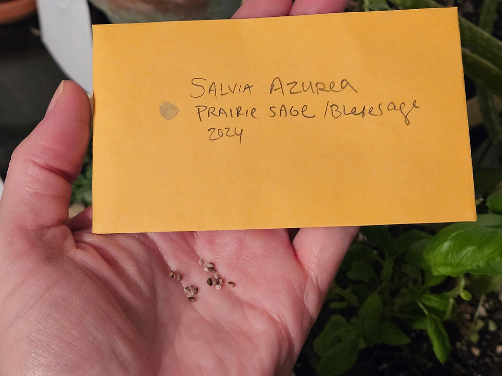 When To Plant Wildflower Seeds In Colorado when-to-plant-wildflower-seeds-in-colorado