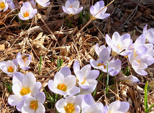 March 2025 E-Magazine