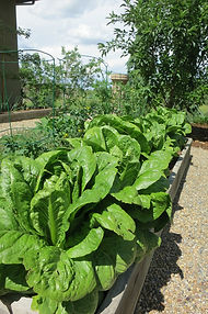 Denver-Garden-Bloggers-Fling-IMG_1272.JPG